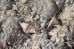 Arteurotia tractipennis