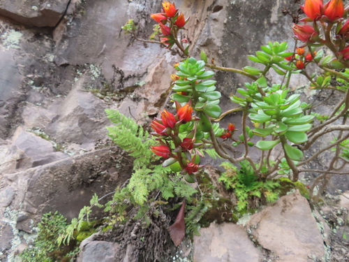 Echeveria flammigera