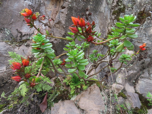 Echeveria flammigera