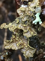 Pseudocyphellaria citrina