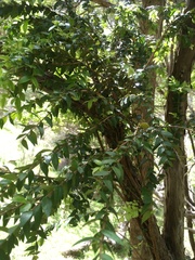 Metrosideros diffusa