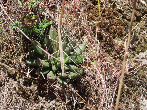 Echeveria affinis