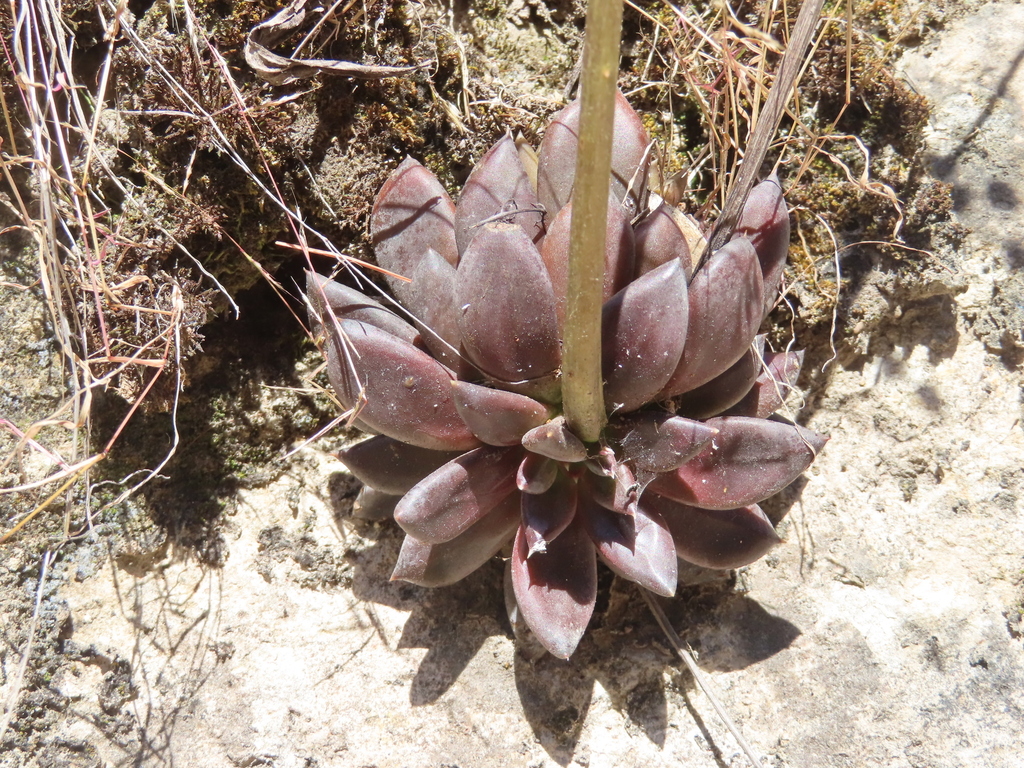 Echeveria affinis, Durango, Dgo., México