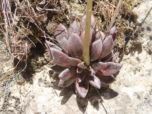 Echeveria affinis (Echeveria affinis)