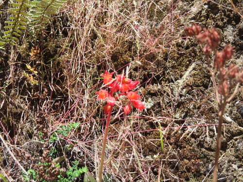 Echeveria affinis
