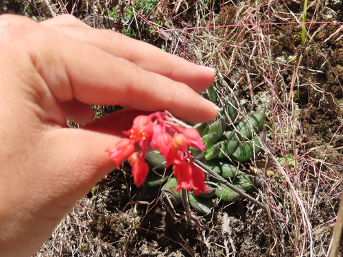 Echeveria affinis