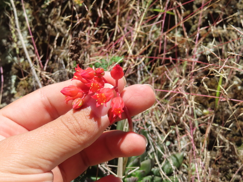 Echeveria affinis