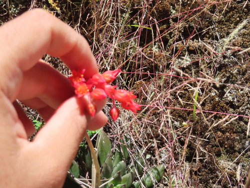 Echeveria affinis
