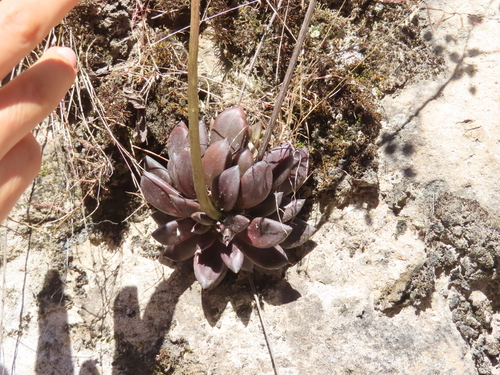 Echeveria affinis