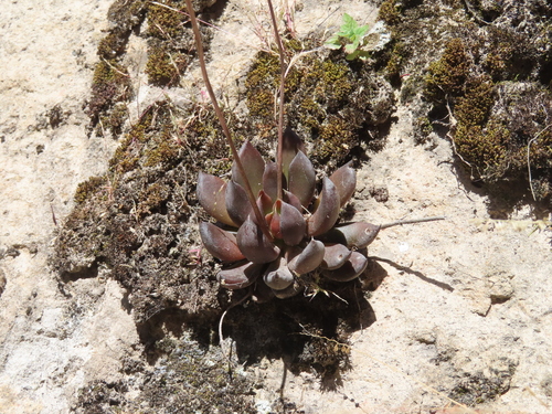 Echeveria affinis