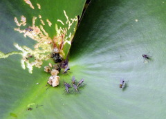 Plagioneurus univittatus