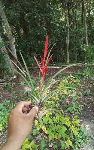 Tillandsia jacob-bakii