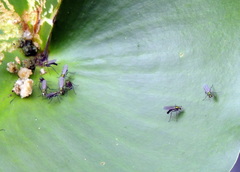 Plagioneurus univittatus