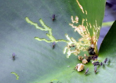 Plagioneurus univittatus
