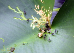 Plagioneurus univittatus