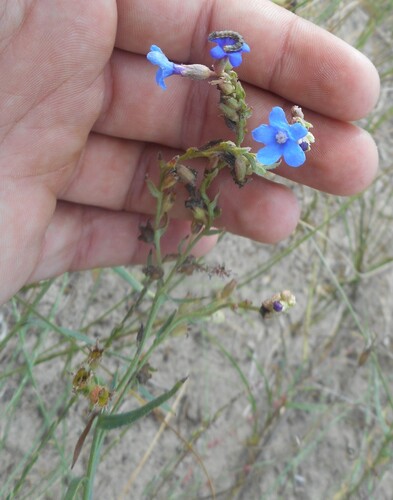Anchusa gmelinii (Anchusa gmelinii)