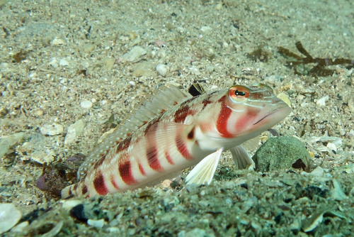 Barfaced grubfish (Parapercis nebulosa) — Pinguipedidae — 5