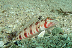 Parapercis nebulosa