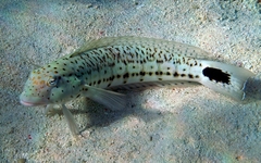 Blacktail Grubfish photo 3