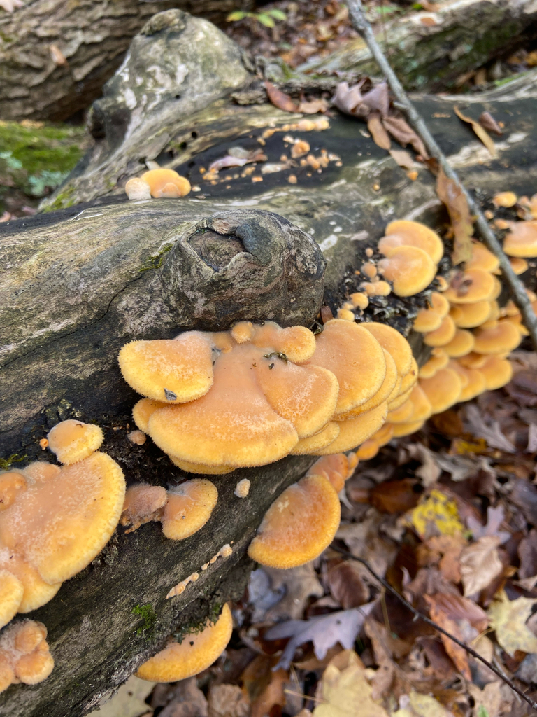 Phyllotopsis nidulans · November 2025 · photo: © puppyy (iNaturalist, cc0)