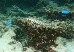 Parapercis clathrata