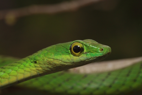 Spotted Green Snake