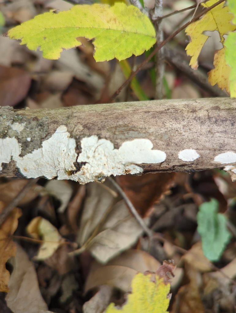Irpex lacteus · November 2025 · photo: © emily2926 (iNaturalist, cc0)