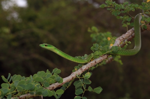Spotted Green Snake