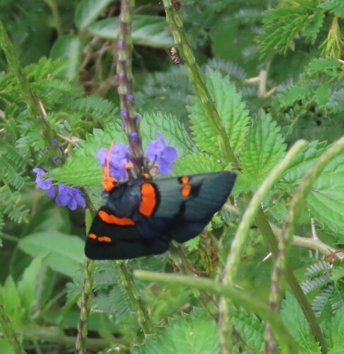 African Peach Moth photo 2