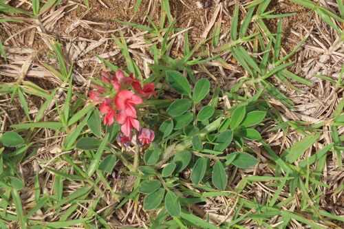 trailing indigo (Indigofera hendecaphylla)
