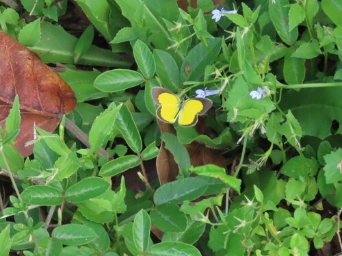 Broad-bordered Grass Yellow photo 5
