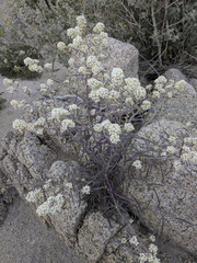 Lepidium fremontii
