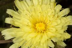 Schlagintweitia intybacea