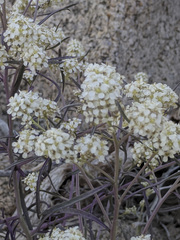 Lepidium fremontii