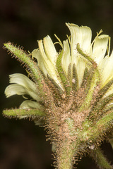 Schlagintweitia intybacea