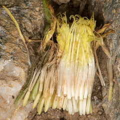 Schlagintweitia intybacea