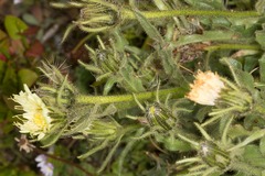 Schlagintweitia intybacea