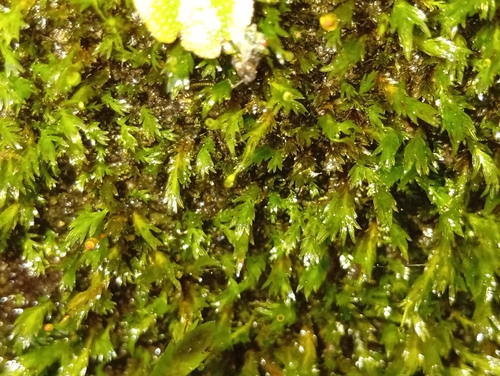 Fissidens crassipes observed 2025-11-01