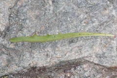 Schlagintweitia intybacea