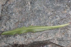 Schlagintweitia intybacea