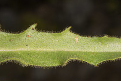 Schlagintweitia intybacea