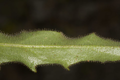 Schlagintweitia intybacea