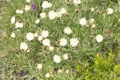 Schlagintweitia intybacea