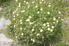 Schlagintweitia intybacea