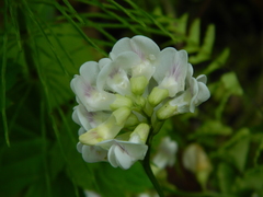 Lathyrus nevadensis