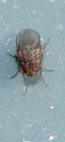 Unknown species found near Sheep Farm Rd, Weybridge, VT, US