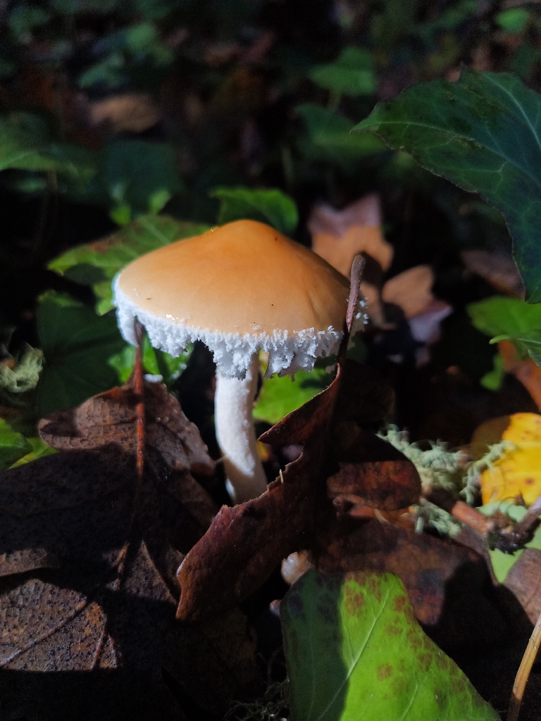 Stropharia ambigua · November 2025 · photo: © kierstinthomp (iNaturalist, cc-by)