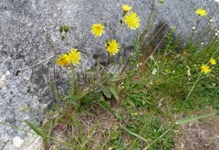 Hieracium lepidulum