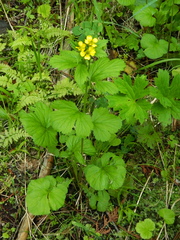 Geum macrophyllum macrophyllum