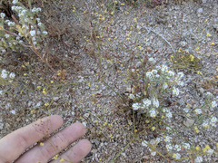 Eriogonum thomasii